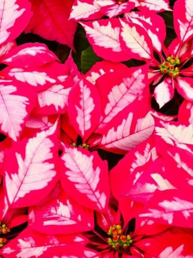 cropped-How-to-Pick-the-Perfect-Poinsettia.jpg