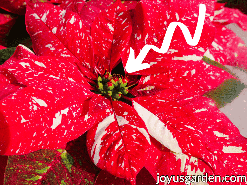 a red & white poinsettia with an arrow pointing to the center flowers