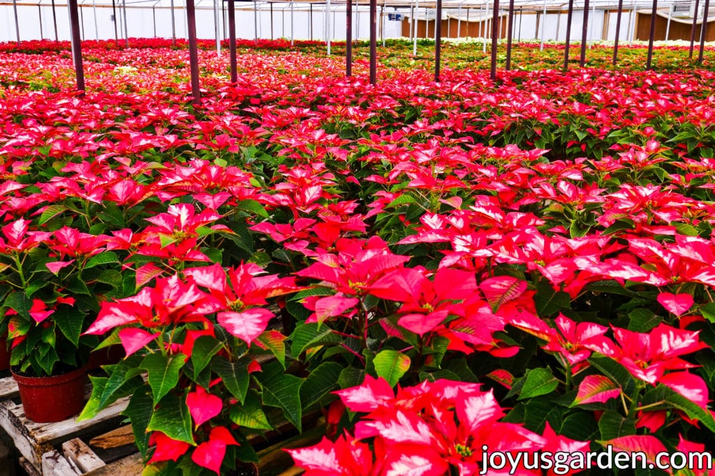 many poinsettias on benches in a poinsettia growers greenhouse