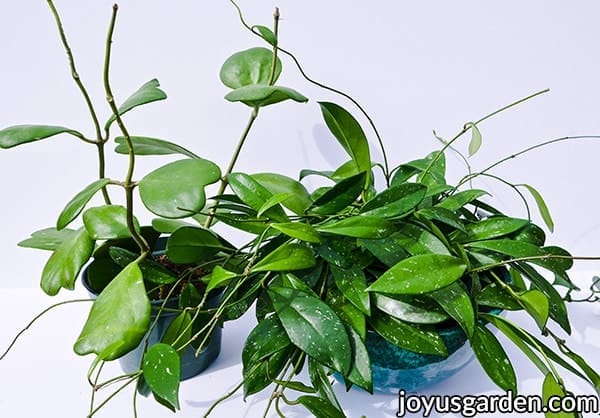 a sweetheart hoya plant & a hoya carnosa plant sit side by side