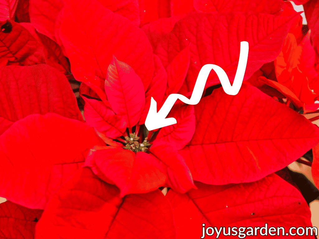 close up of a red poinsettia with an arrow pointing to the center where flowers are missing