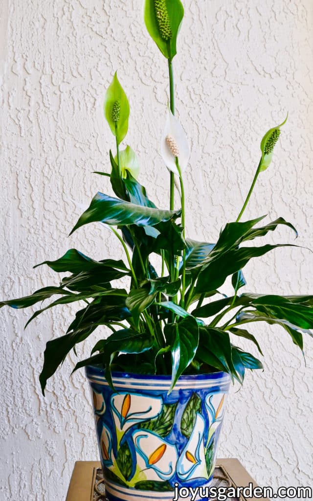 a peace lily spathiphyllum with white & green flowers in a patterned pot