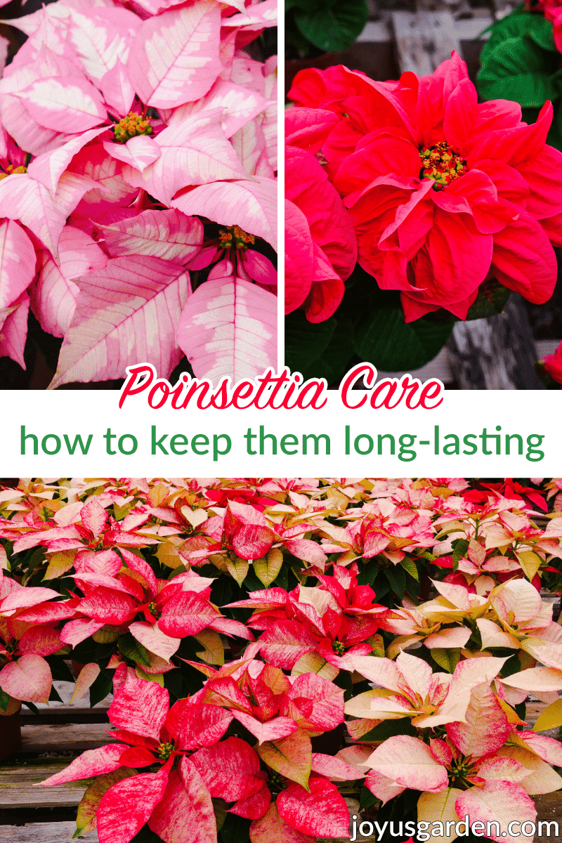 a collage with pink, red & variegated poinsettias the text reads poinsettia care how to keep them long lasting