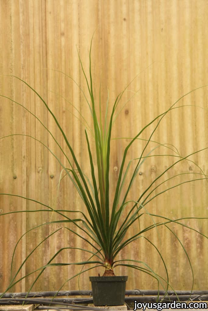 a small ponytail palm plant in a 6" green grow pot