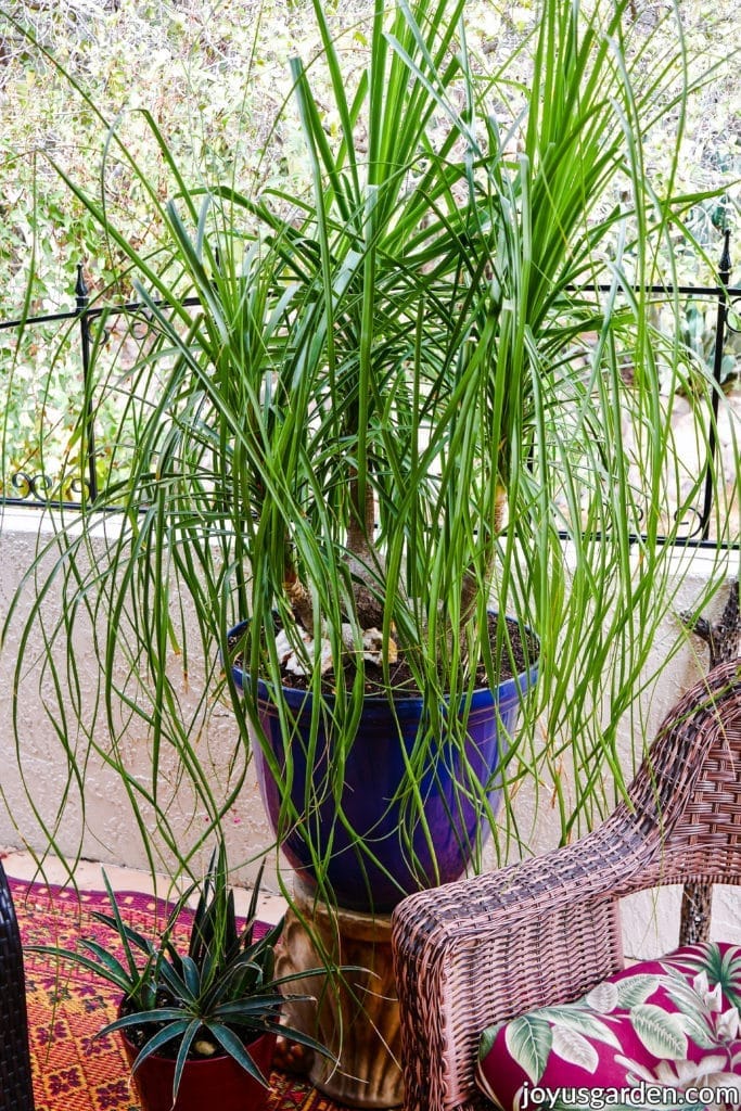 a large ponytail palm with 3 stems grows in a large blue pot on a pedestal