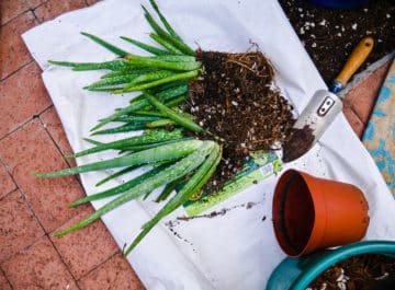 Repotting