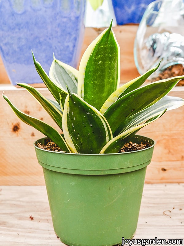 a small snake plant sansevieria in a green grow pot with green leaves edged in yellow
