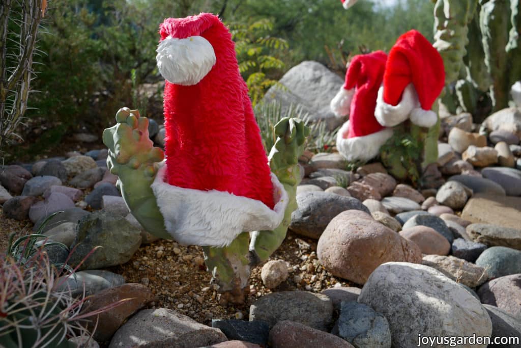 2 short totem pole cacti with red santa caps on