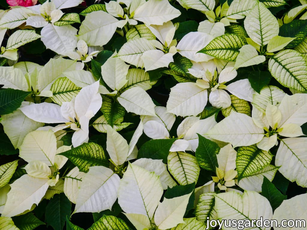 looking down on many white poinsettia plants