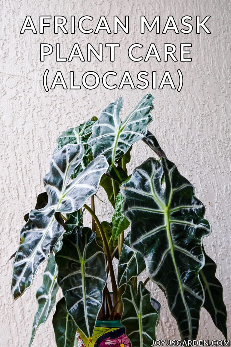 African Mask Plant Care: Growing Alocasia Polly