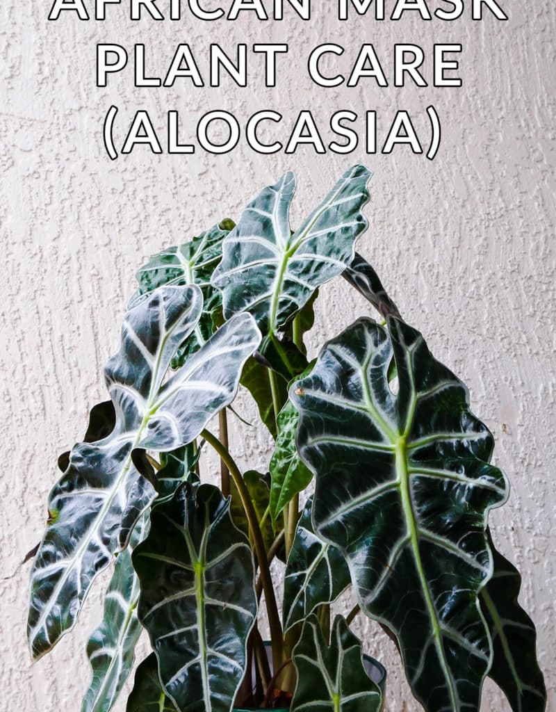 close up of an african mask plant the text reads african mask plant care alocasia