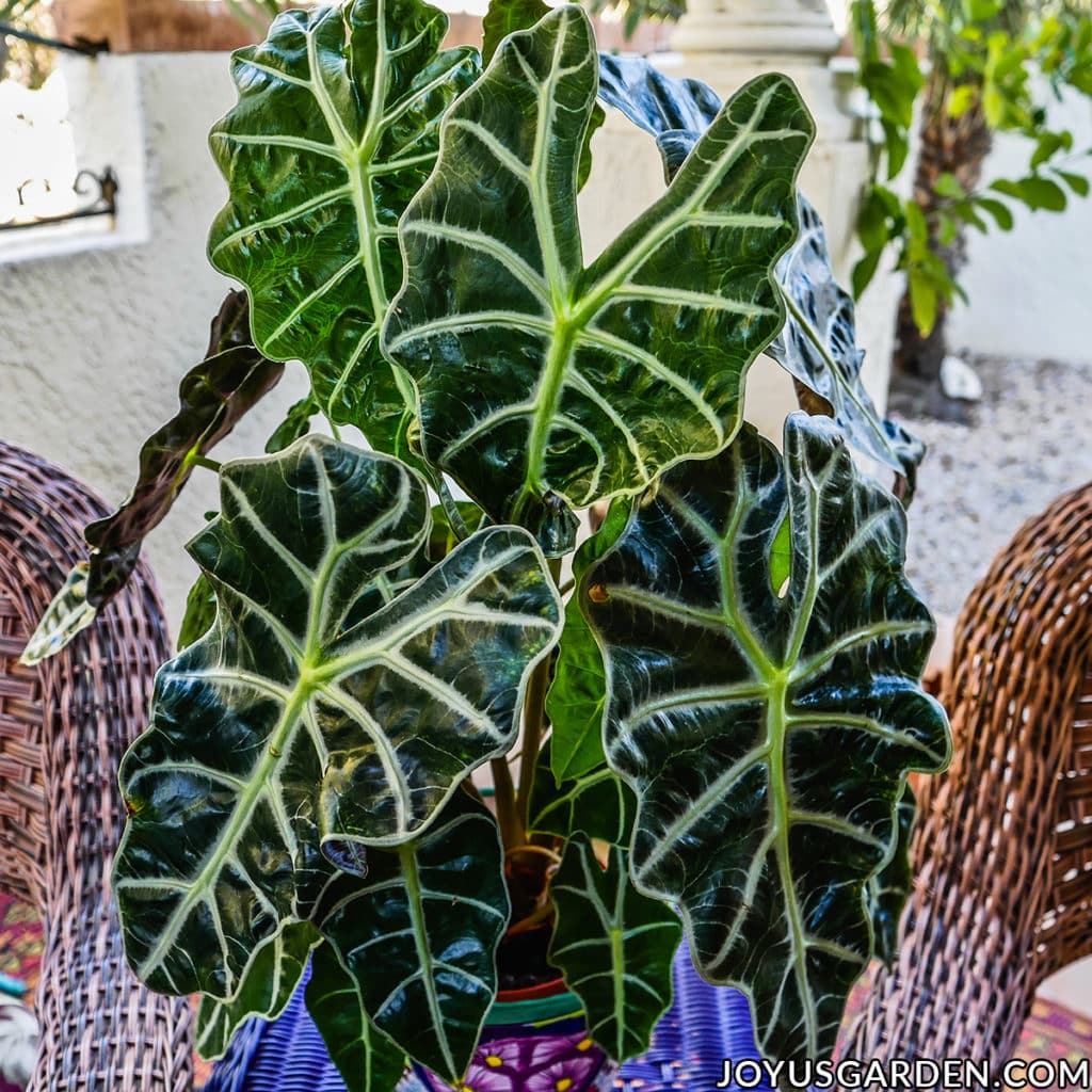 spröde Botschaft Müsli alocasia african mask Aufbrauchen Ergebnis Müsli