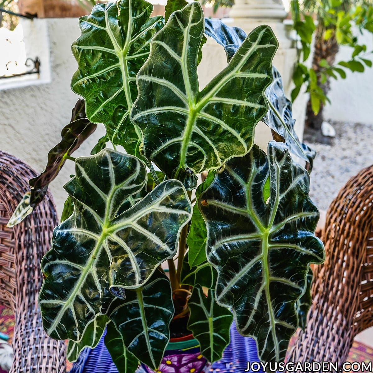 African Mask Care: an Alocasia Polly guide)