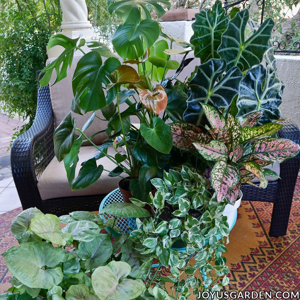 The African Mask Plant (Alocasia) is a stunning houseplant coveted for its gorgeous foliage. But, it can be tricky to grow indoors. These African Mask Plant care tips will help you out. joyusgarden.com #africanmaskplant #africanmaskplantcare #alocasiahouseplant #exotichouseplants #alocasiapolly #hosueplantcare