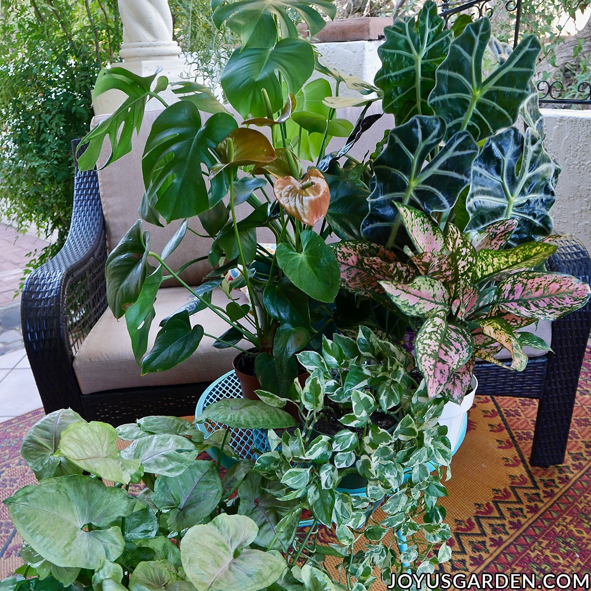 a variety plants displayed on outdoor patio including pink aglaonema african mask plant, monstera deliciosa, arrowhead, and pothos n joy