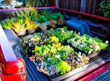 Home Landscaping