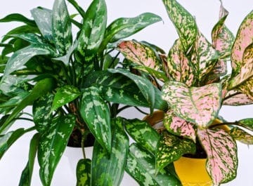 Houseplant Care