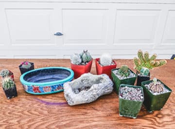 Gardening Guides & Tutorials