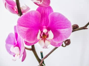 Orchids