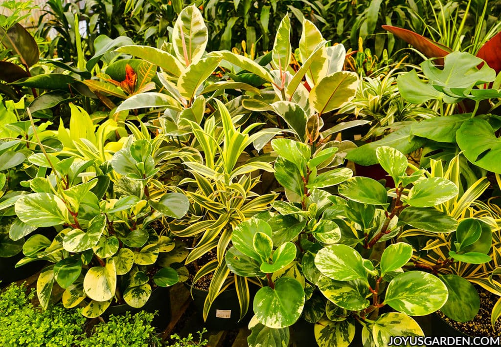 a grouping of variegated houseplants grow in a greenhouse