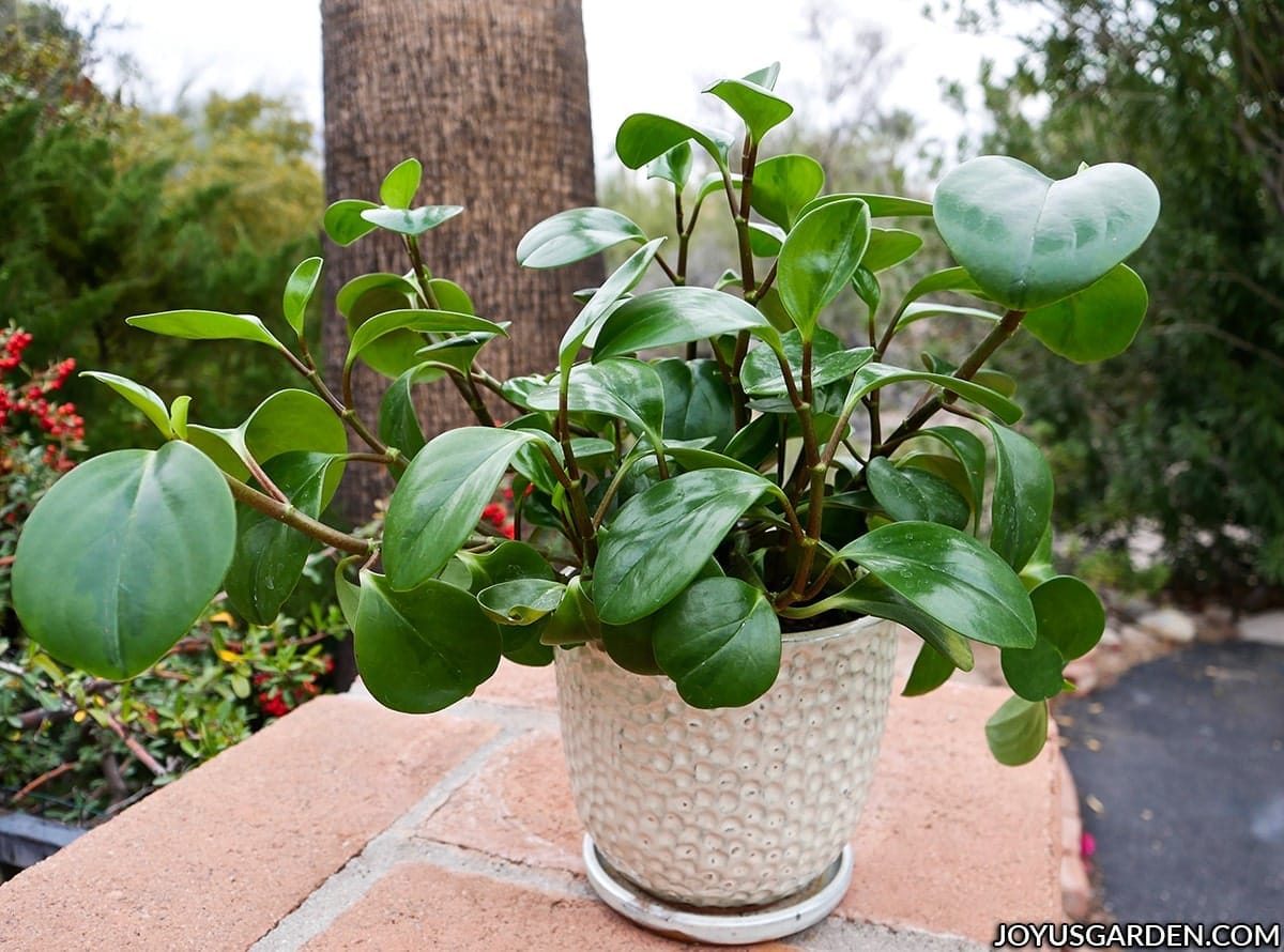 A glossy green baby rubber plant in a white ceramic sits on a brick column outdoors.