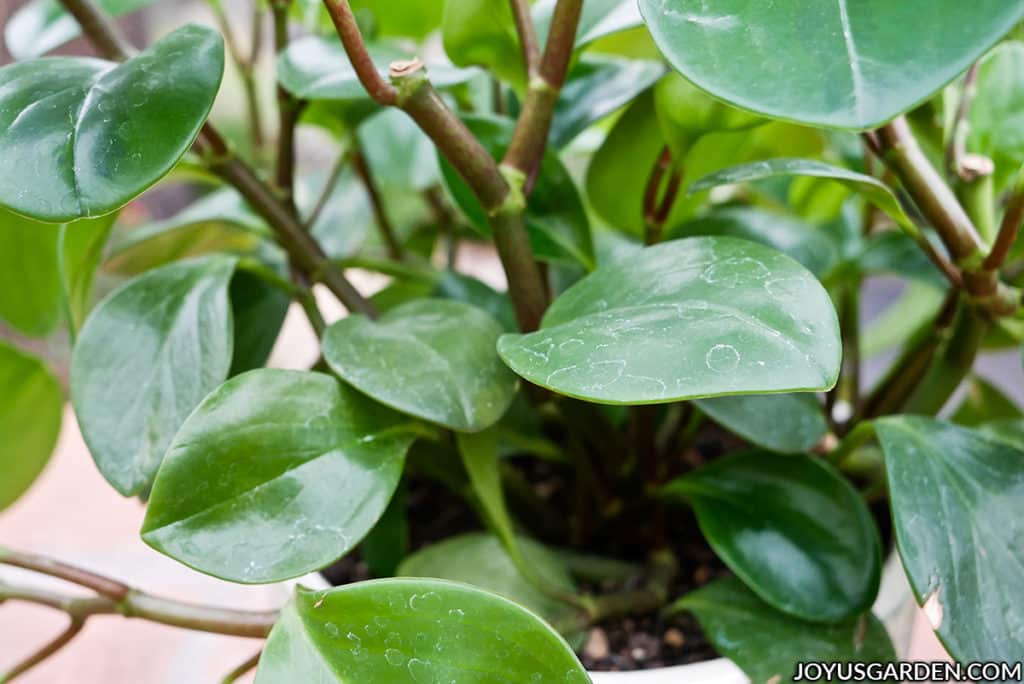 close up of the dark green leaves of a baby rubber plant