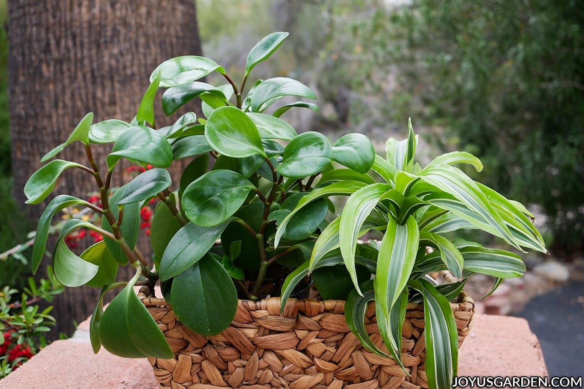 A baby rubber plant & a dracaena lemon surprise grow in a rectangular basket.