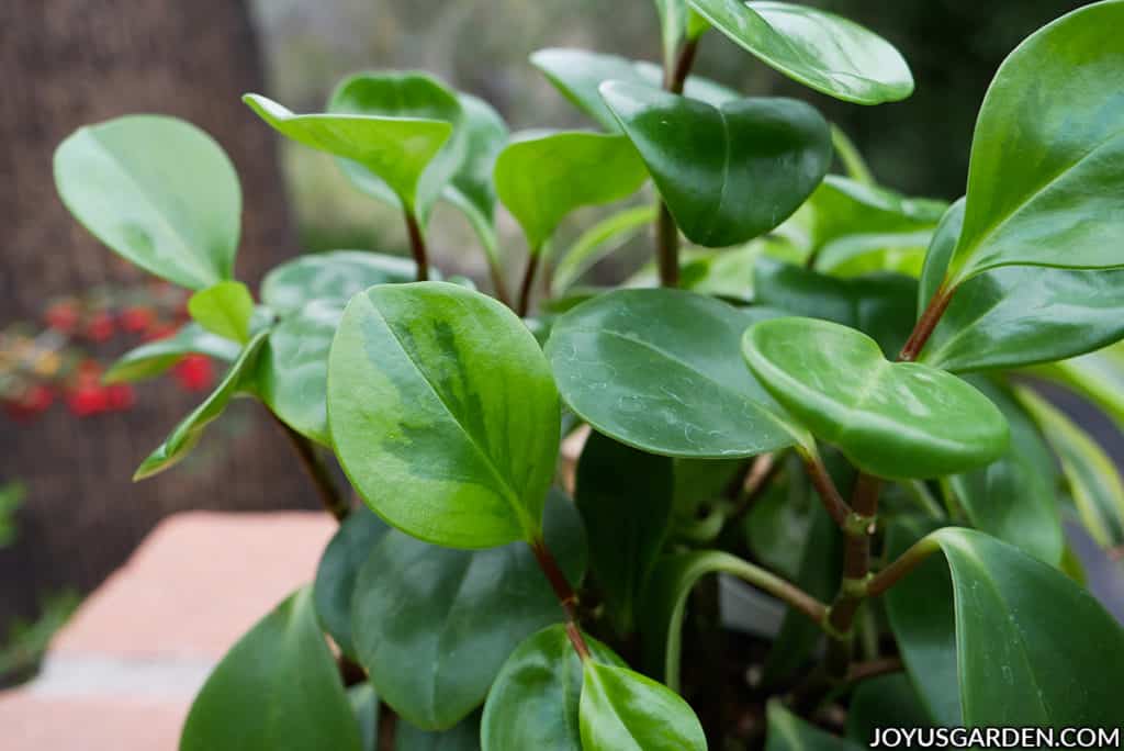 close up of peperomia obtusifolia baby rubber plant leaves a few are slightly variegated
