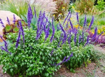 Perennials