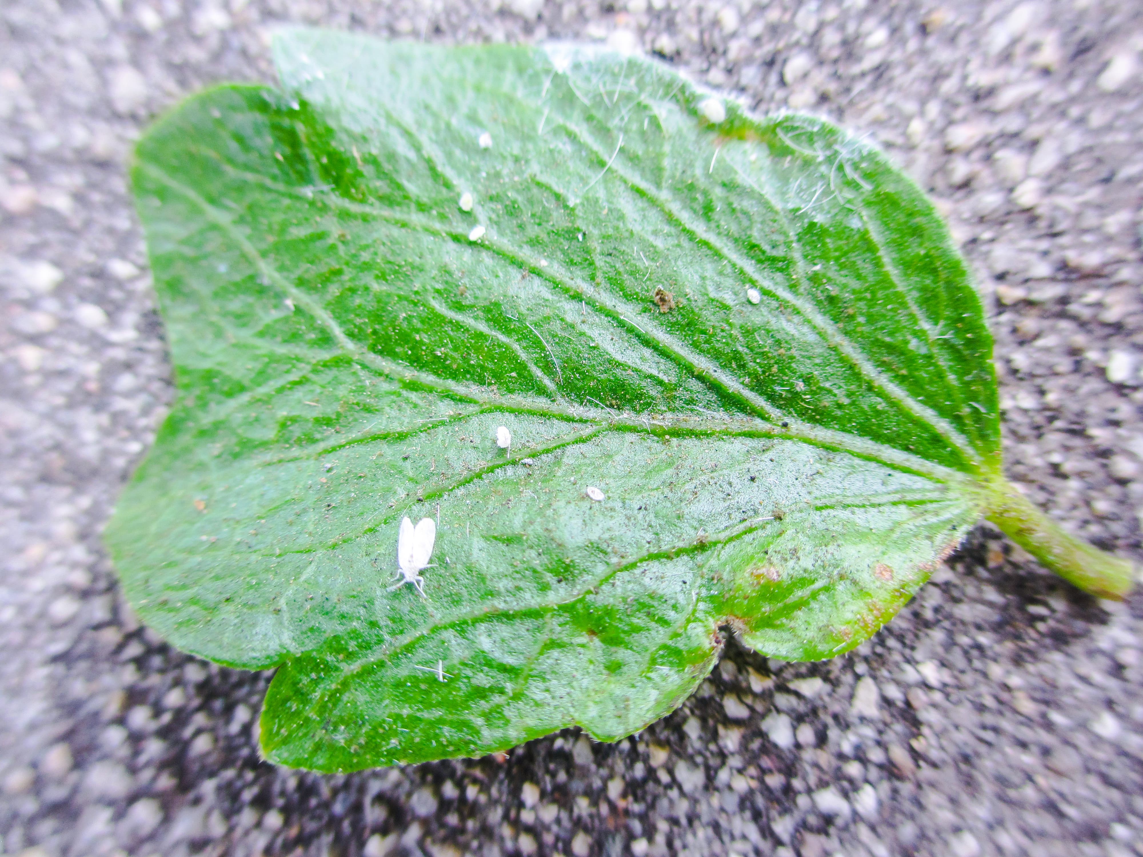close up of whiteflies on a plant leaf