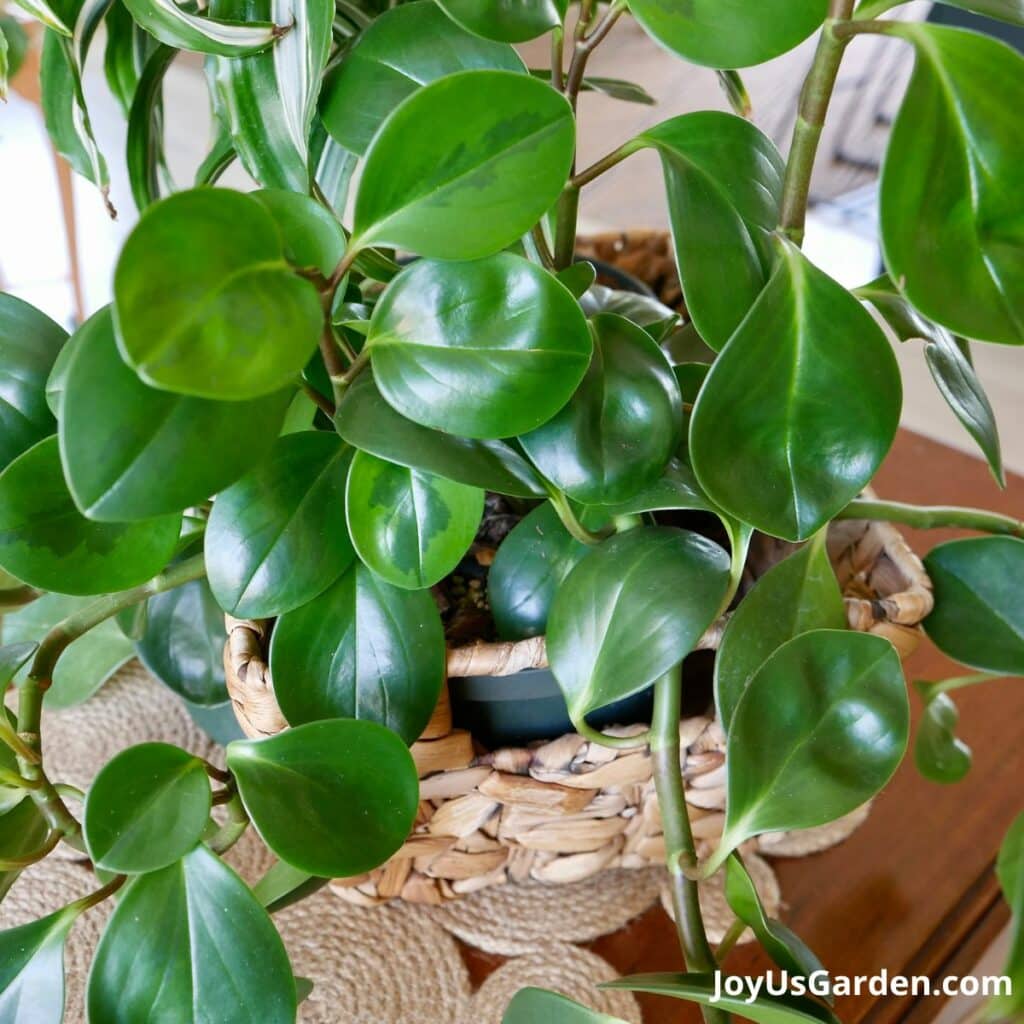 Close up of the glossy leaves on a baby rubber plant growing in a plant basket. 