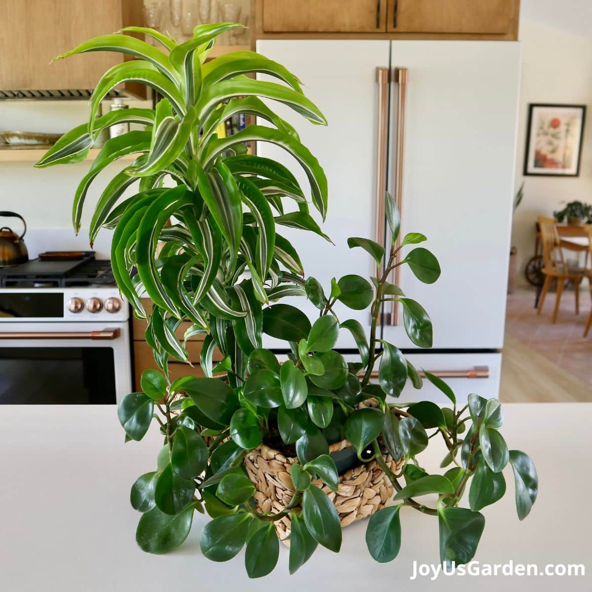 A baby rubber plant & a dracaena lemon surprise grow in a rectangular basket on a kitchen counter.