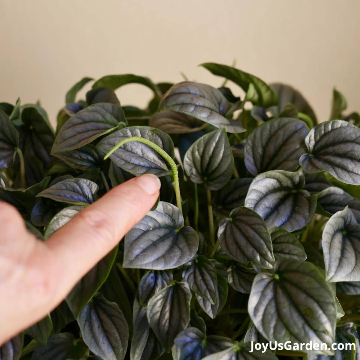 Finger pointing at the flower on a ripple peperomia. 