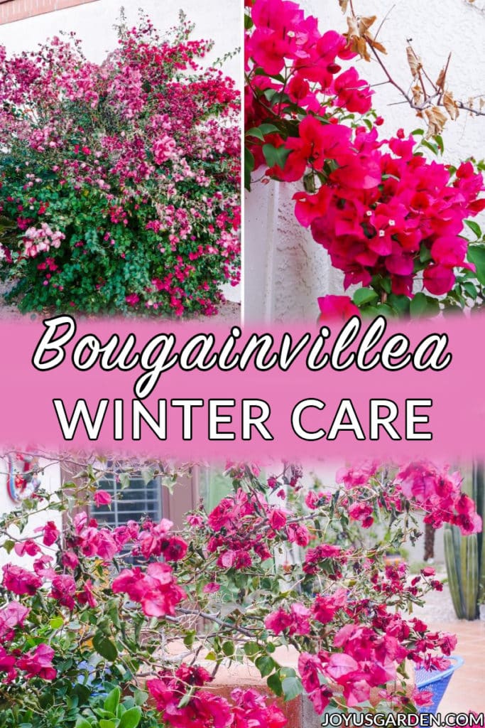 a collage showing 3 photos of bougainvillea in winter the text reads bougainvillea winter care
