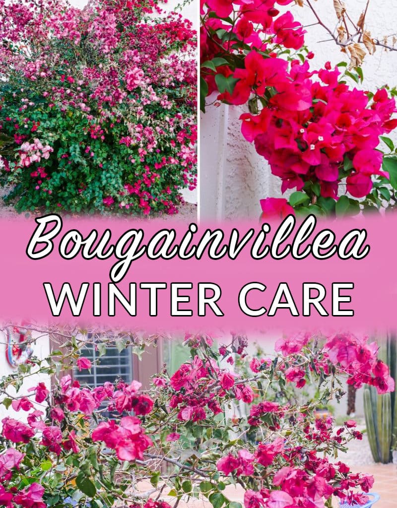a collage showing 3 photos of bougainvillea in winter the text reads bougainvillea winter care