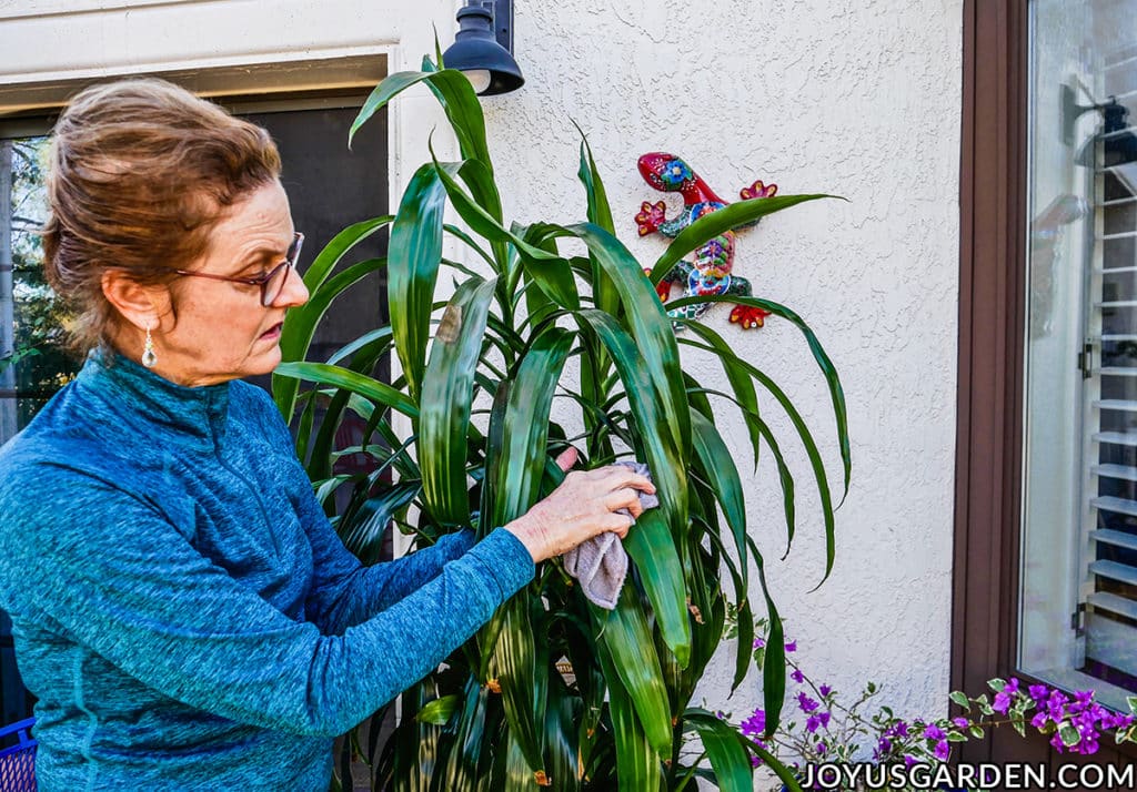 nell foster cleans the leaves of a dracaena lisa houseplant