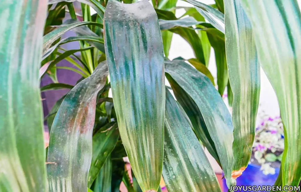 How to Clean Houseplant Leaves: Why It's Needed & How To Do It