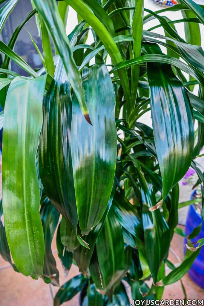 close up of the shiny deep green leaves of a dacaena lisa