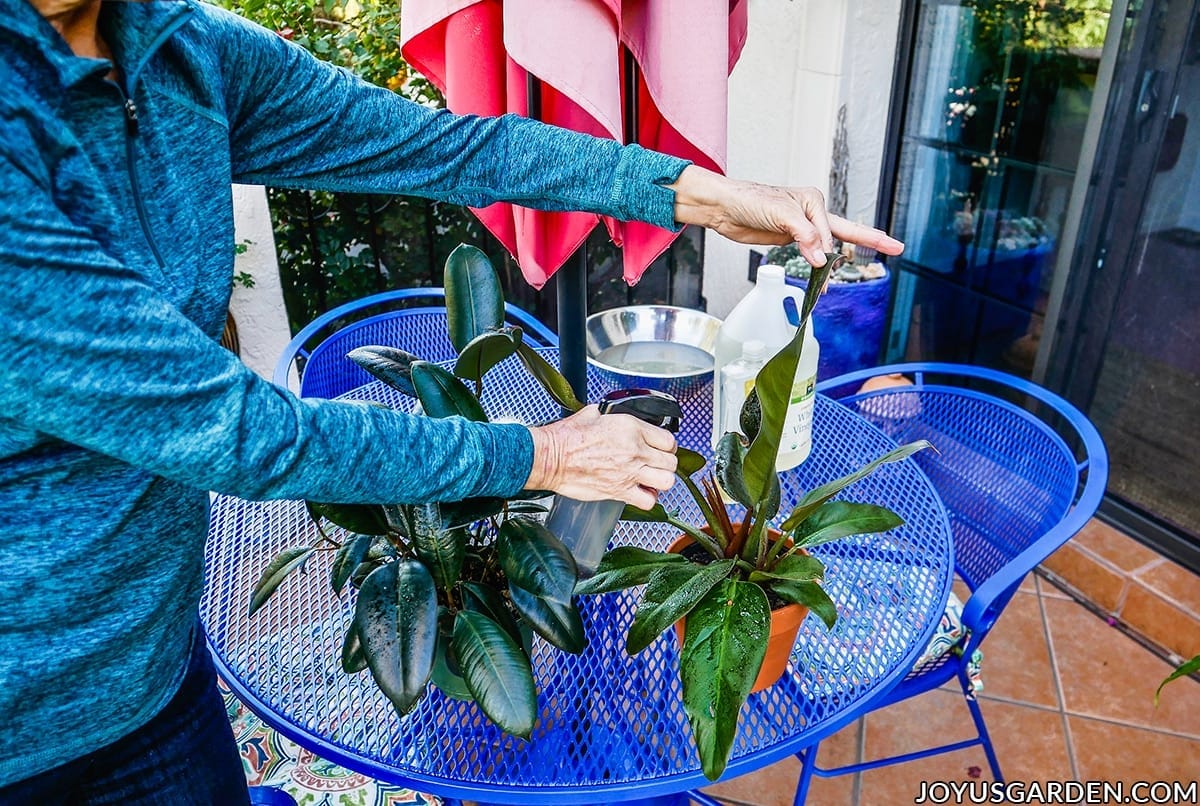 Cleaning Houseplants How To Clean Your Houseplants cleaning-houseplants-how-to-clean-your-houseplants