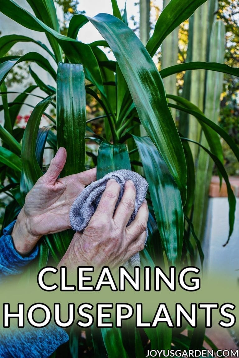 Cleaning Houseplants: How & Why I Do It