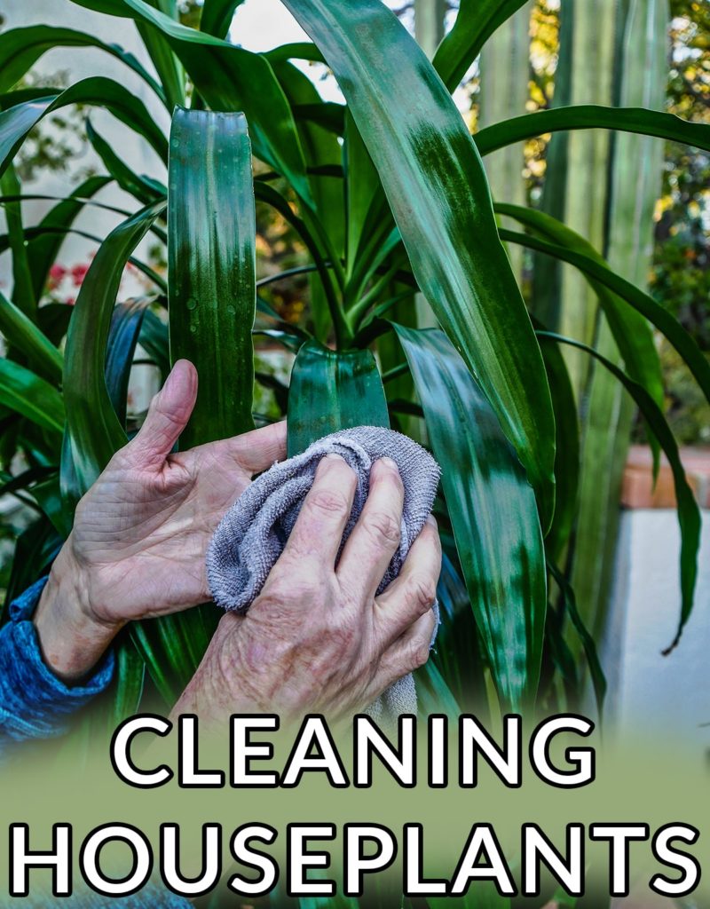 a hand with a cloth cleans a deep green houseplant the text reads cleaning houseplants