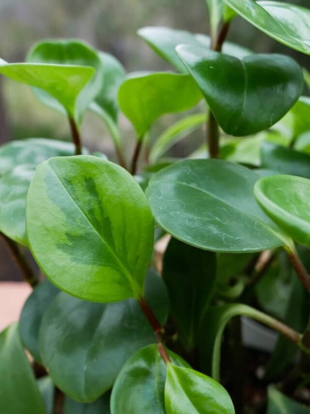 Baby Rubber Plant Care: How To Care For Peperomia Obtusifolia