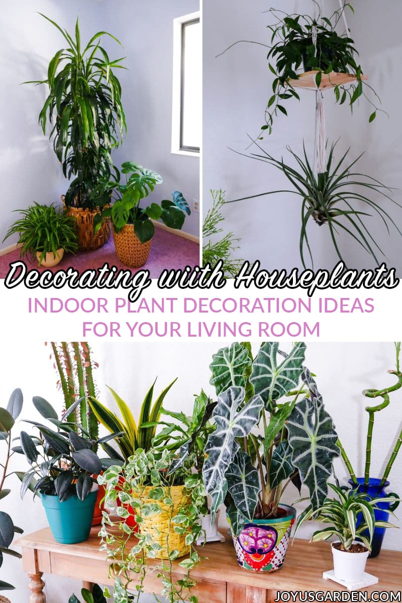 Decorating with Houseplants: A Beginner’s Guide | Joy Us Garden