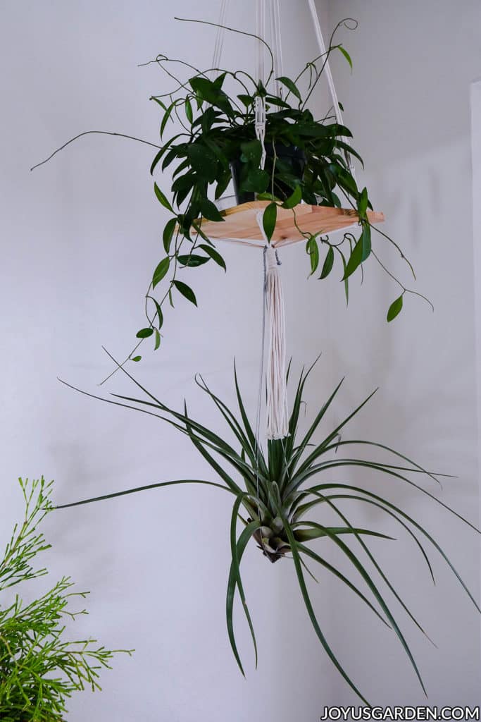 a small shelf with a plant on it hangs from the ceiling with a large air plant hanging off of it