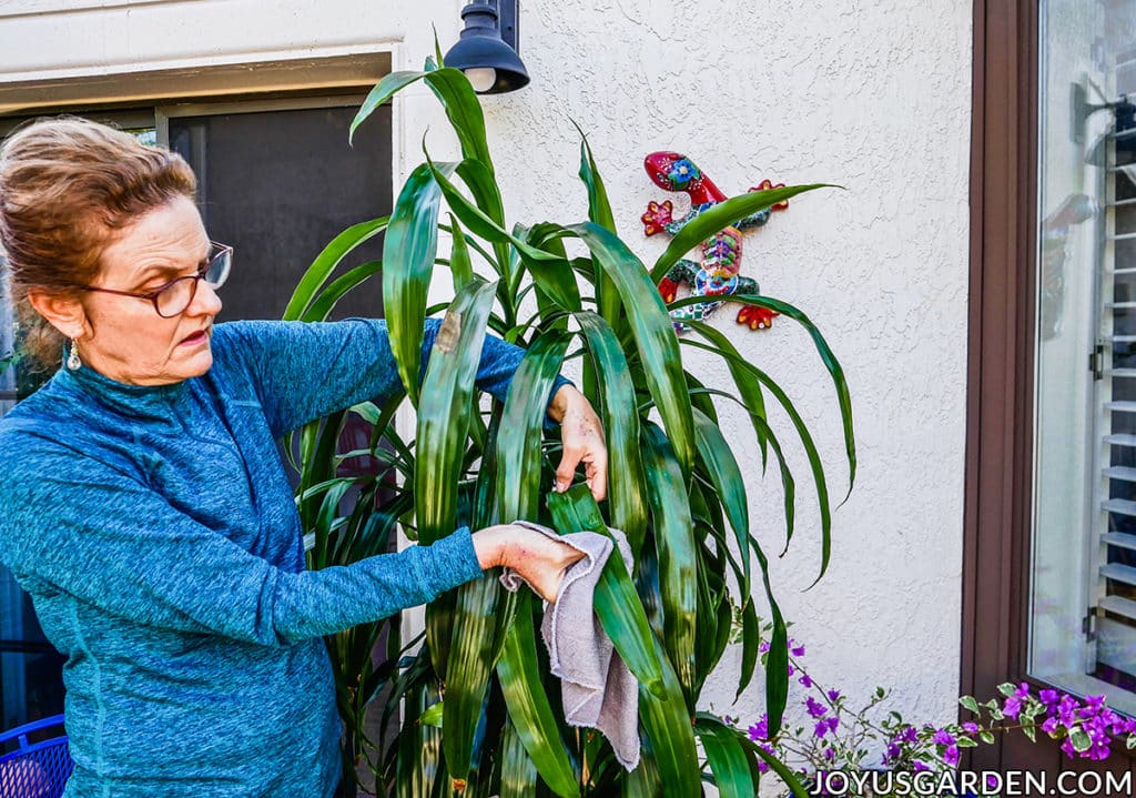 nell foster cleaning houseplant leaves outdoors