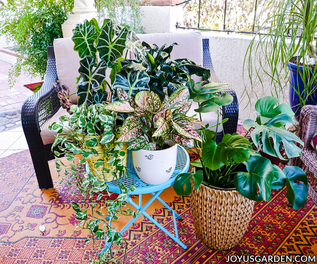 a grouping of tropical houseplants with beautiful foliage