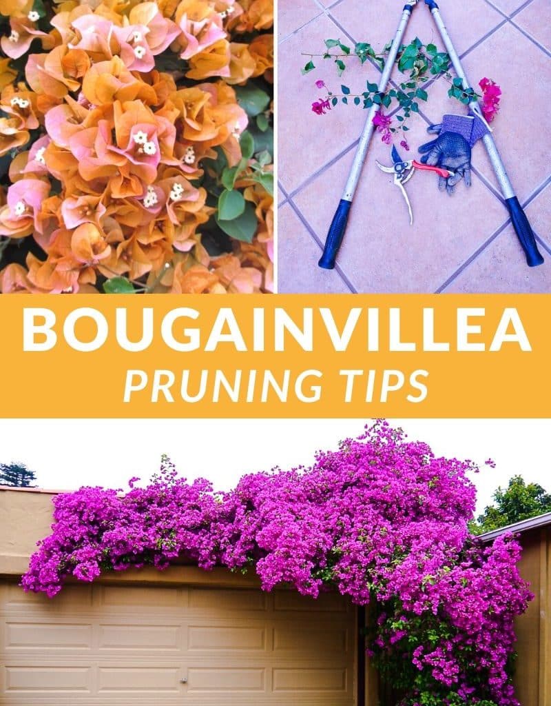 a collage with 2 different bougainvilleas in full bloom & 2 types of pruners & gloves the text reads bougainvillea pruning tips