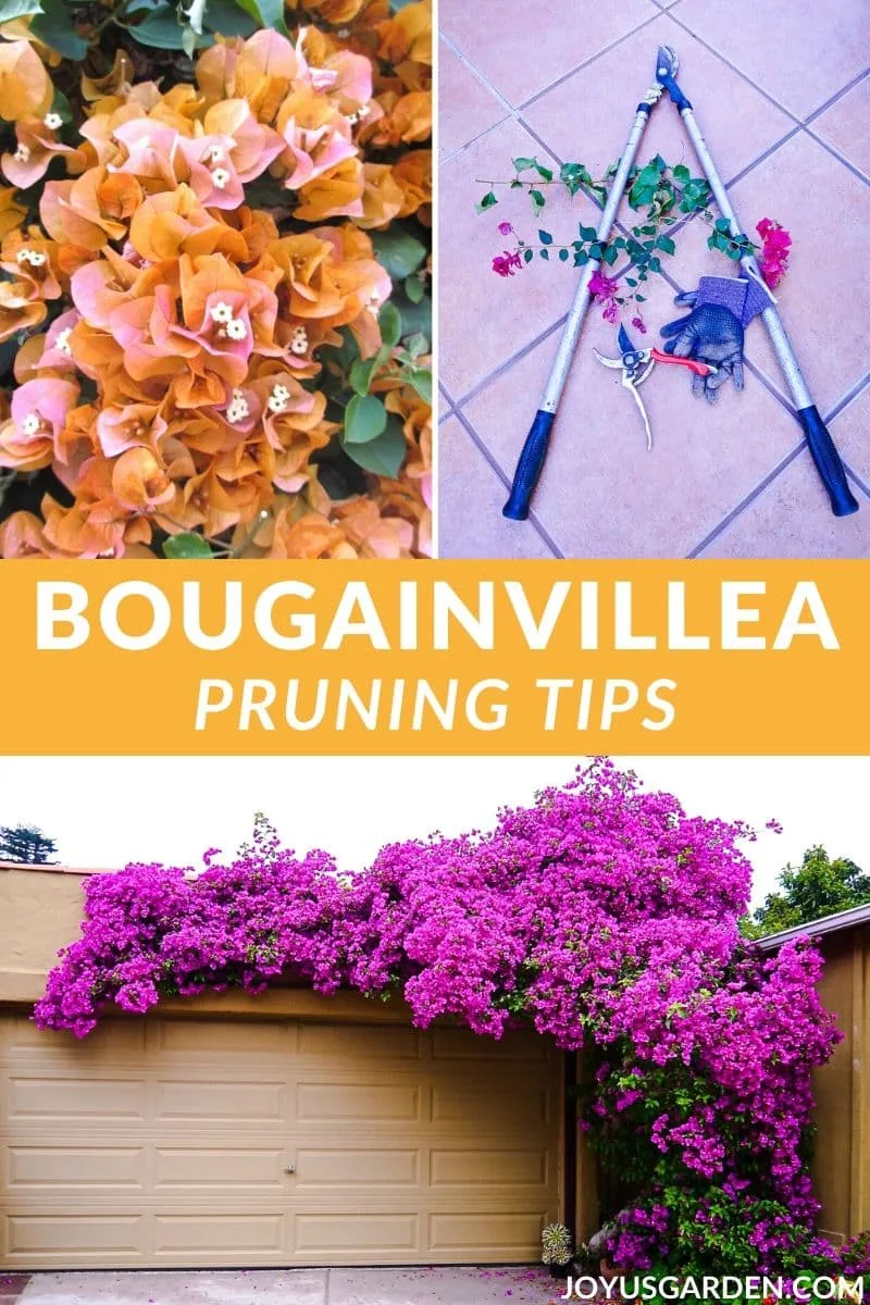 A collage with 2 different bougainvilleas in full bloom & 2 types of pruners & gloves the text reads bougainvillea pruning tips.