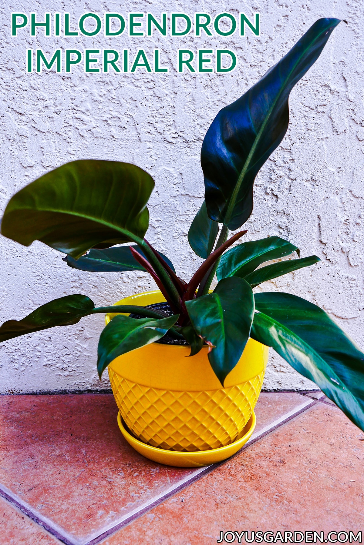 a philodendron imperial red houseplant in a yellow pot sits on the ground the text reads philodendron imperial red