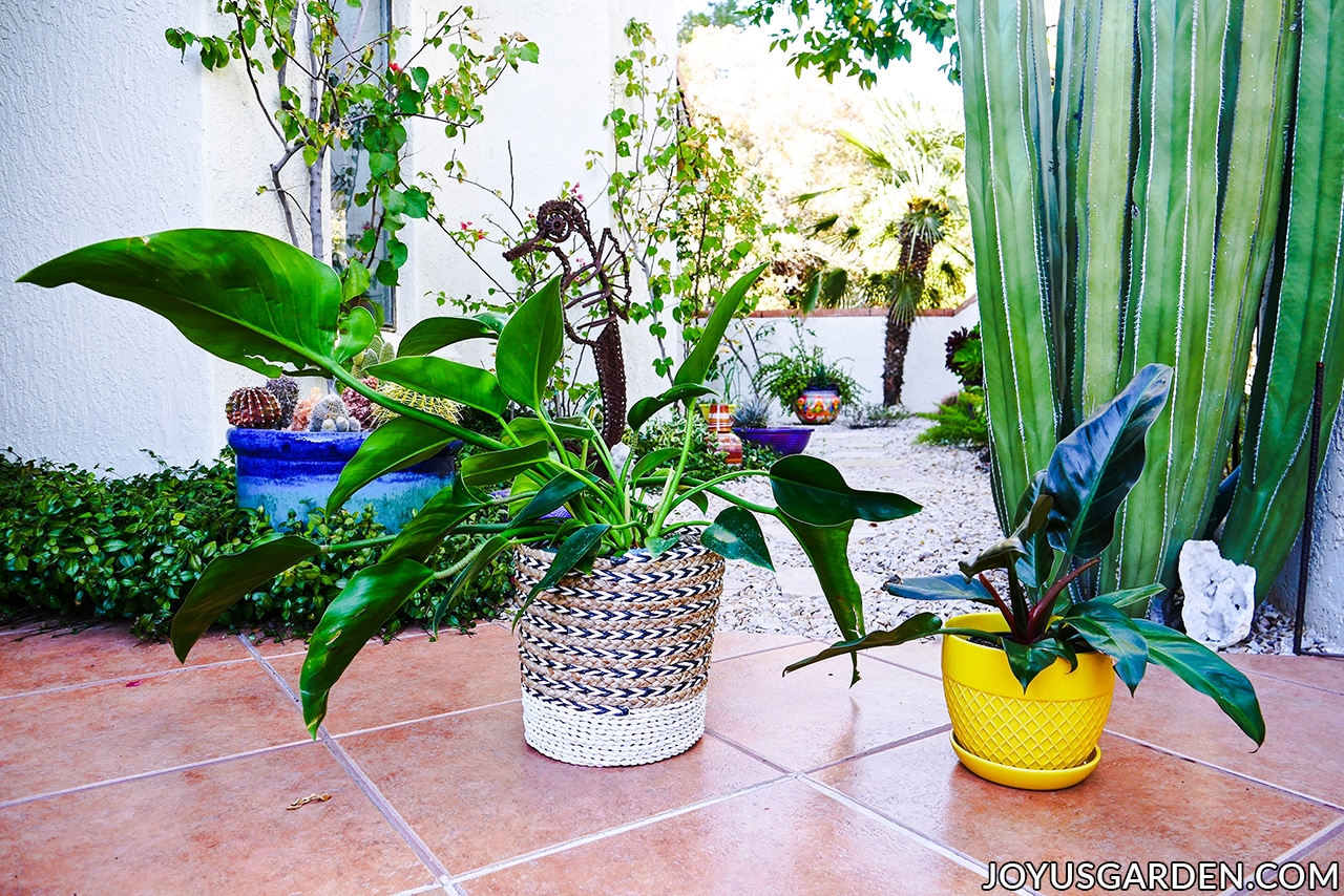 a philodendron green congo in a basket sits next to a philodendron imperial red houseplant in a yellow ceramic